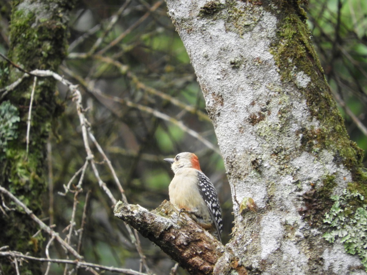 Red-crowned Woodpecker - ML647127872