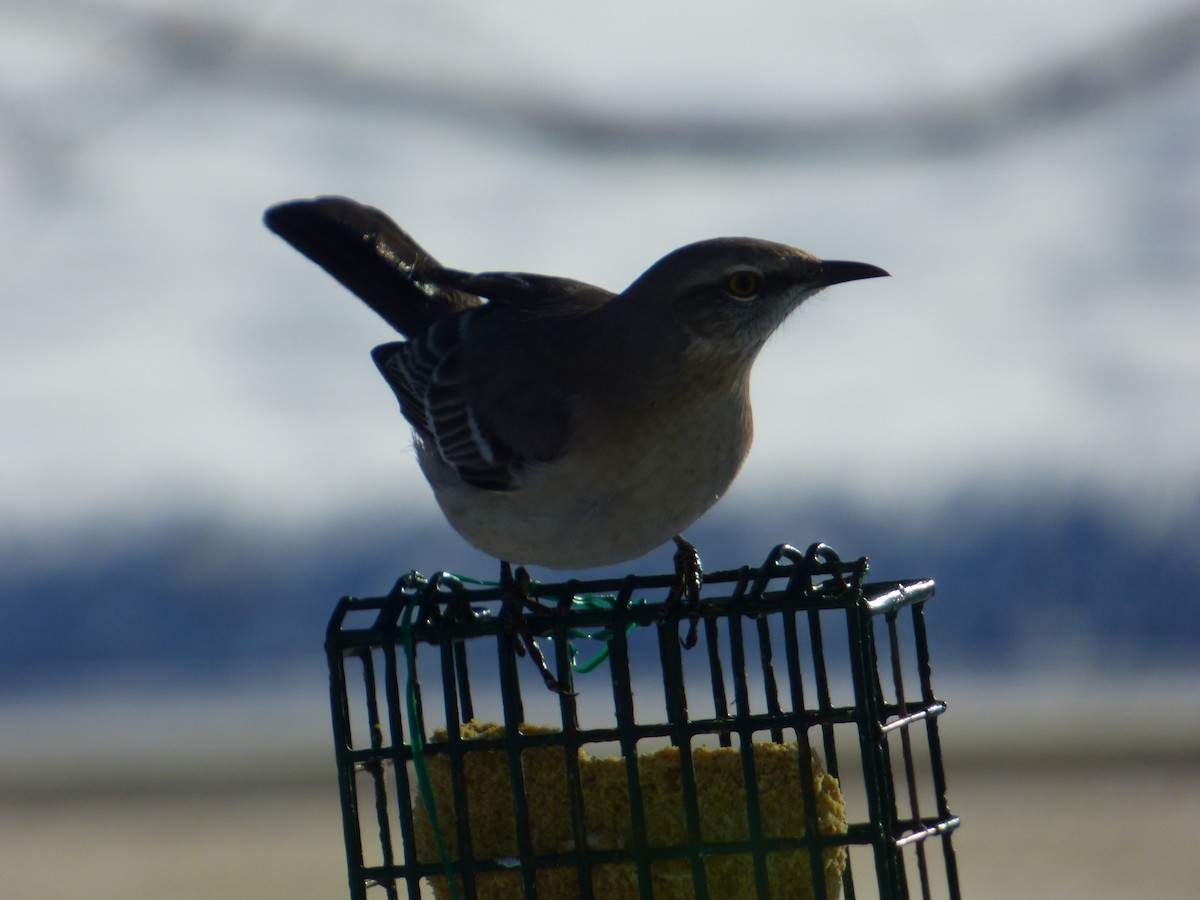 חקיינית צפונית - ML647127876