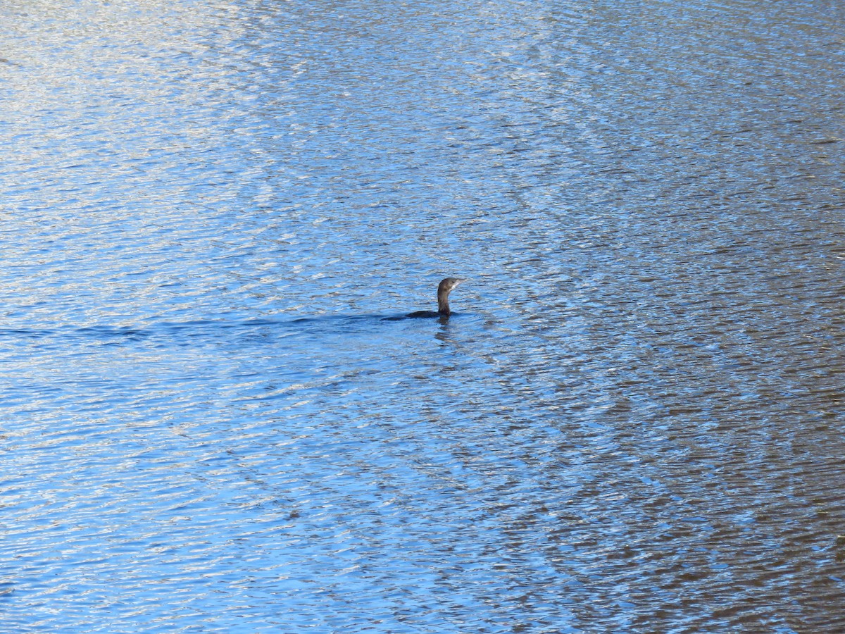 Ubarroi txikia - ML647127882