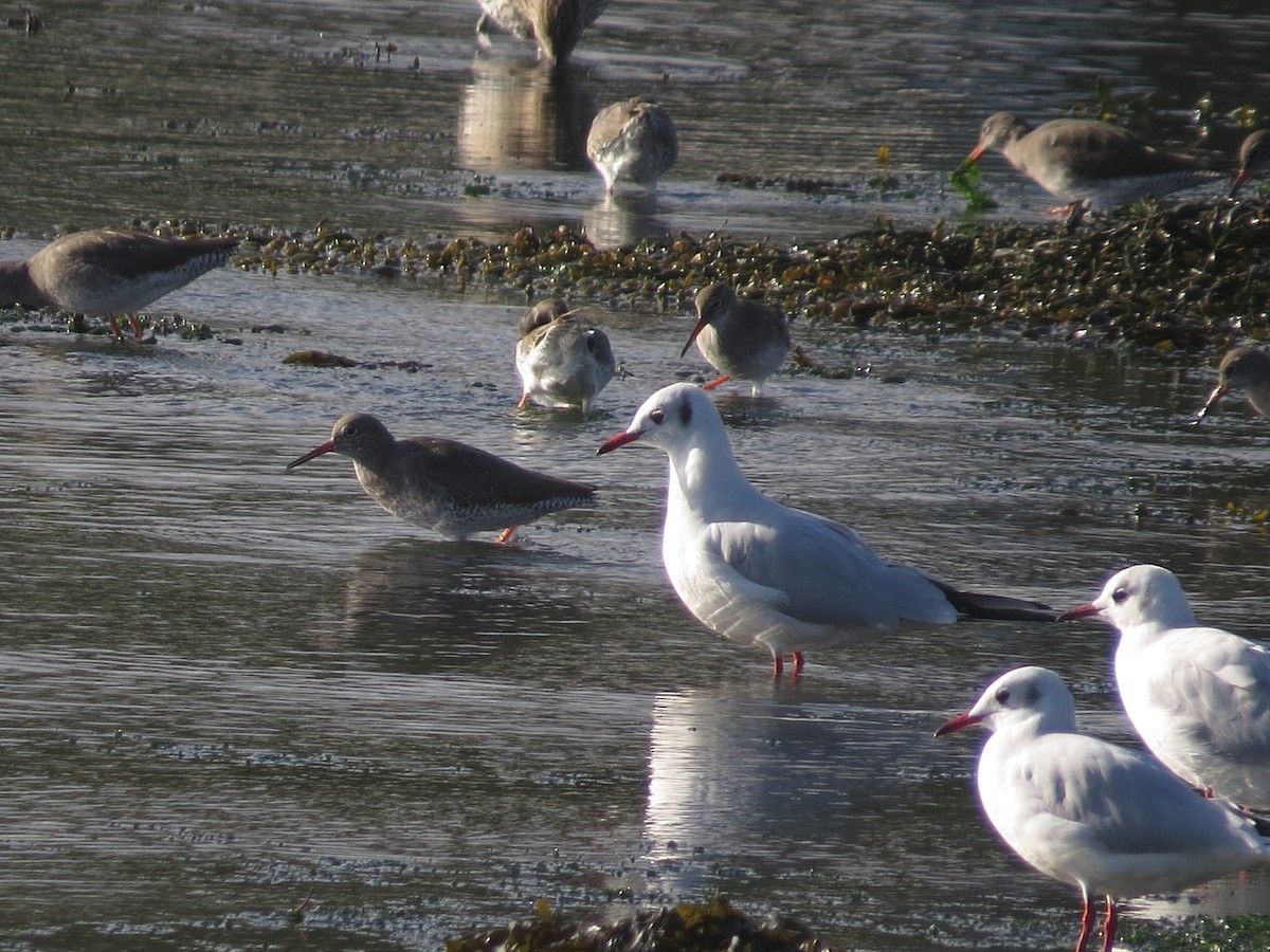 racek chechtavý - ML647127884