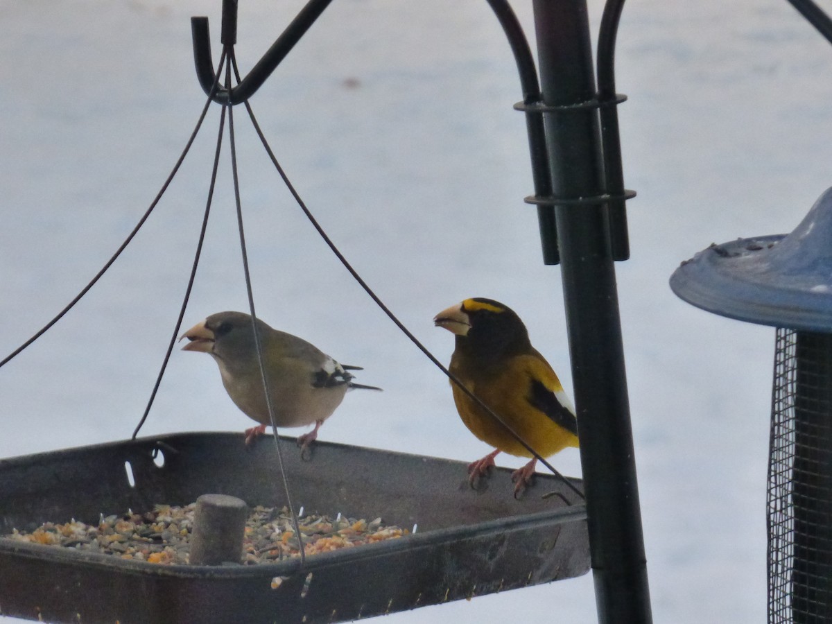 Sarı Kaşlı Kocabaş - ML647127897