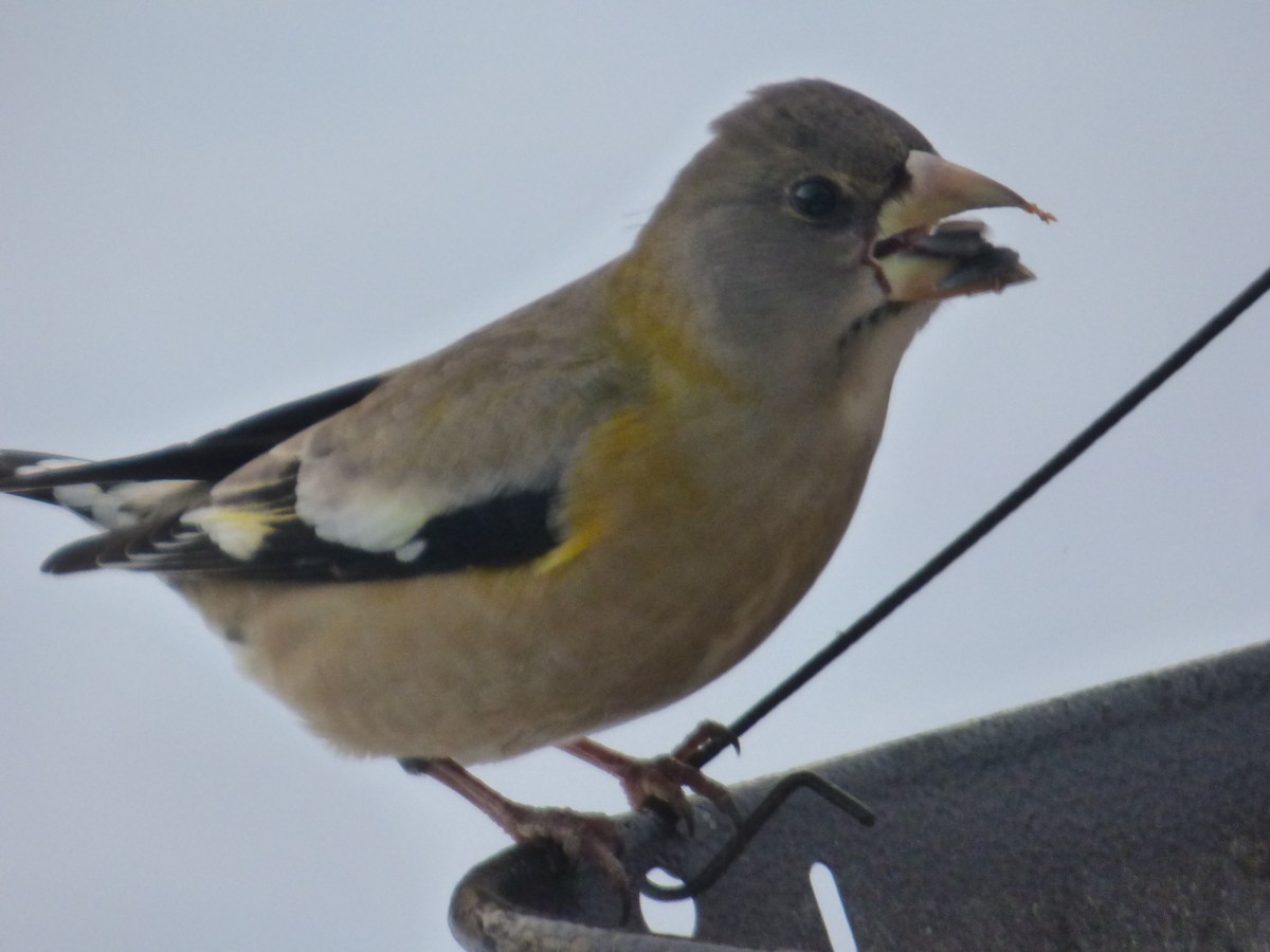 Sarı Kaşlı Kocabaş - ML647127899