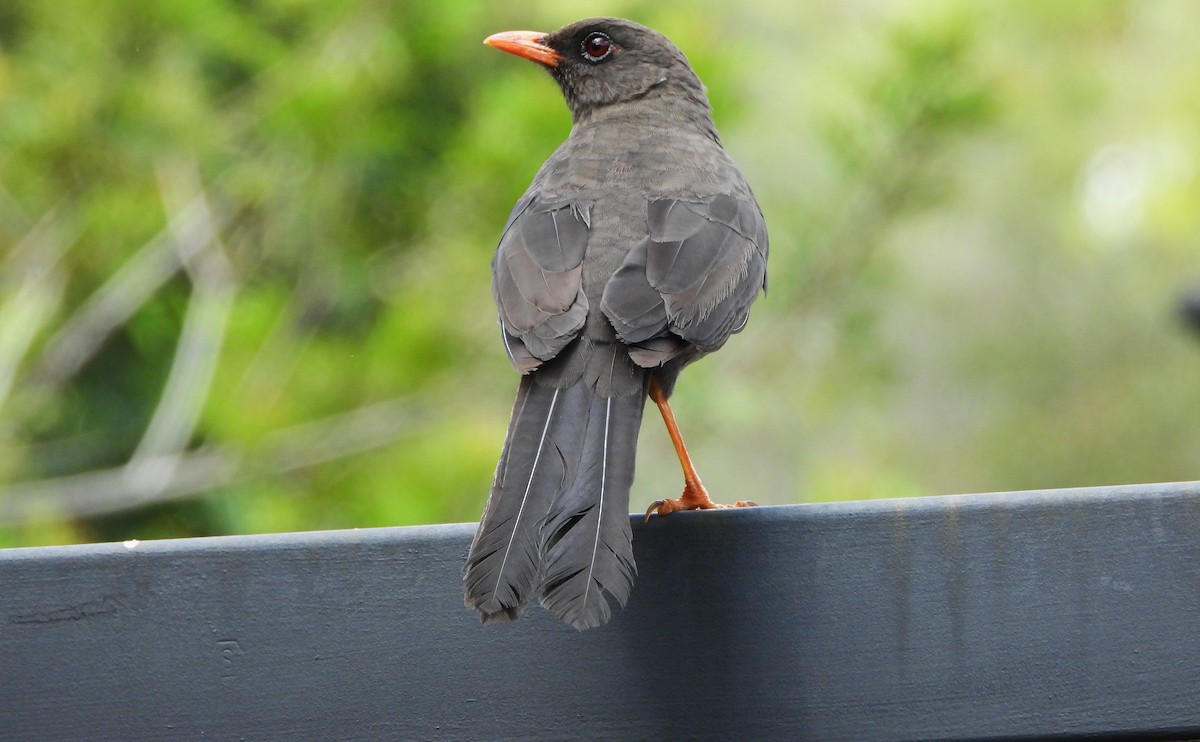Great Thrush - ML647127902