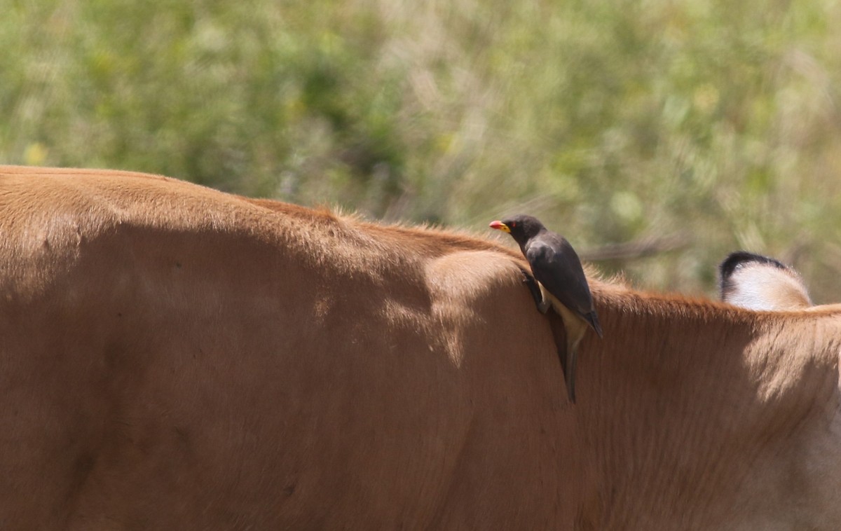 Yellow-billed Oxpecker - ML647127904