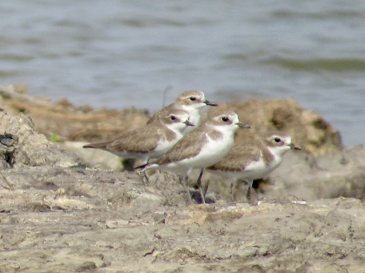 Tibetan Sand-Plover - ML647127905