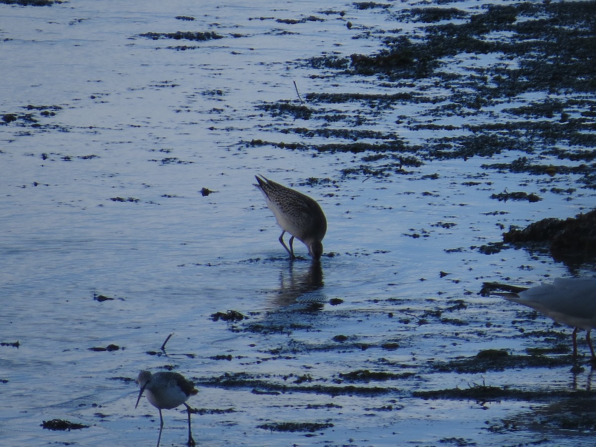 břehouš rudý - ML647127906