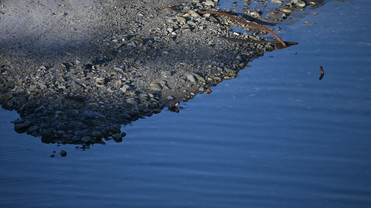 White-throated Dipper - ML647127907