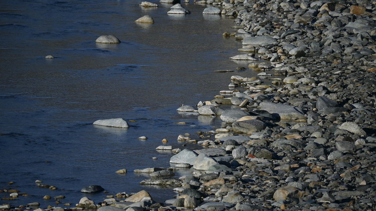 White-throated Dipper - ML647127908