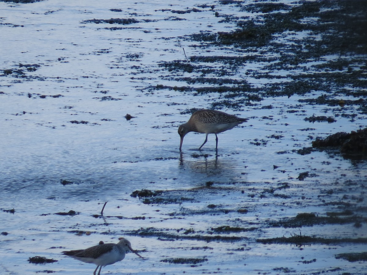 břehouš rudý - ML647127909