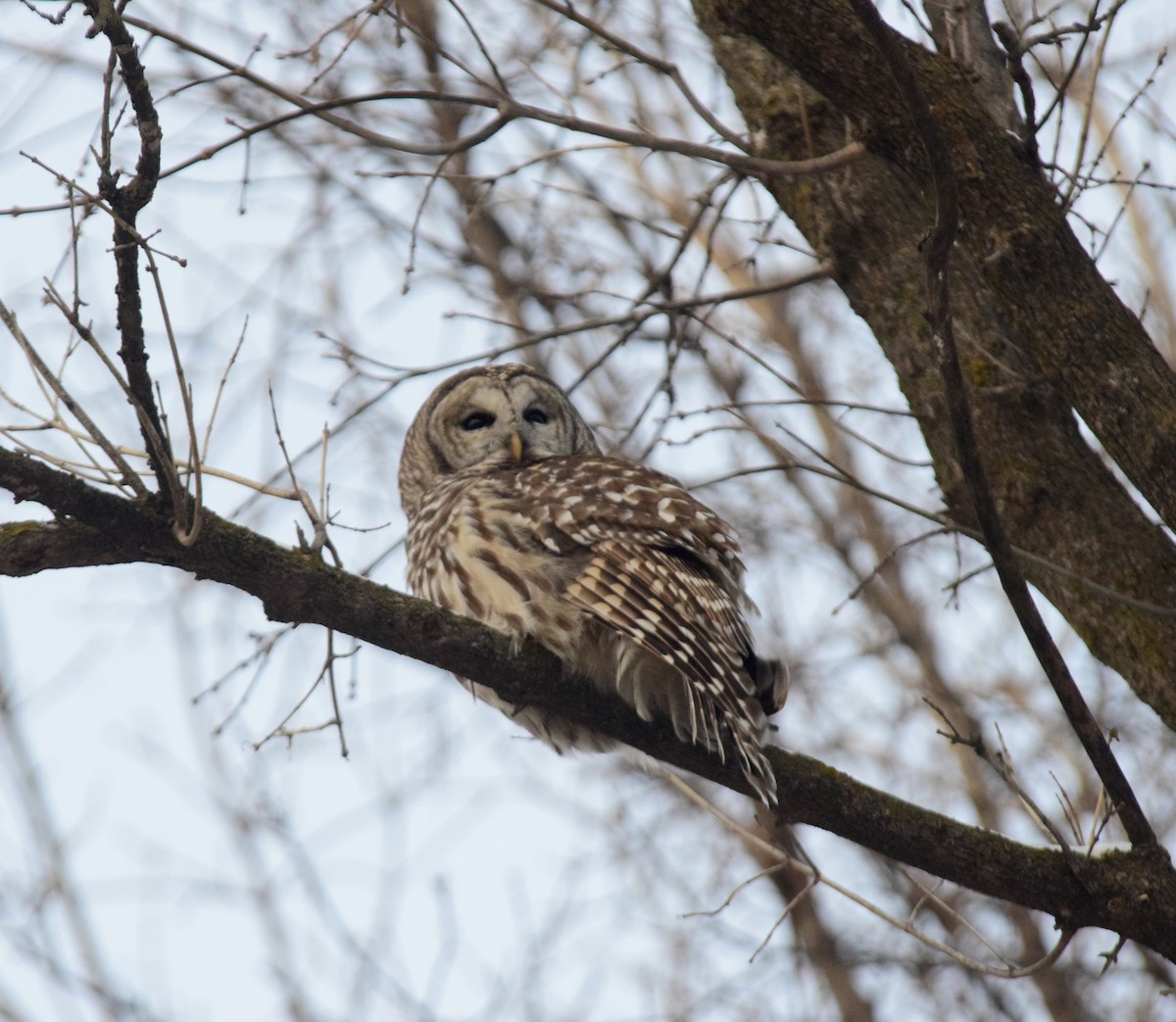 Barred Owl - ML647127912