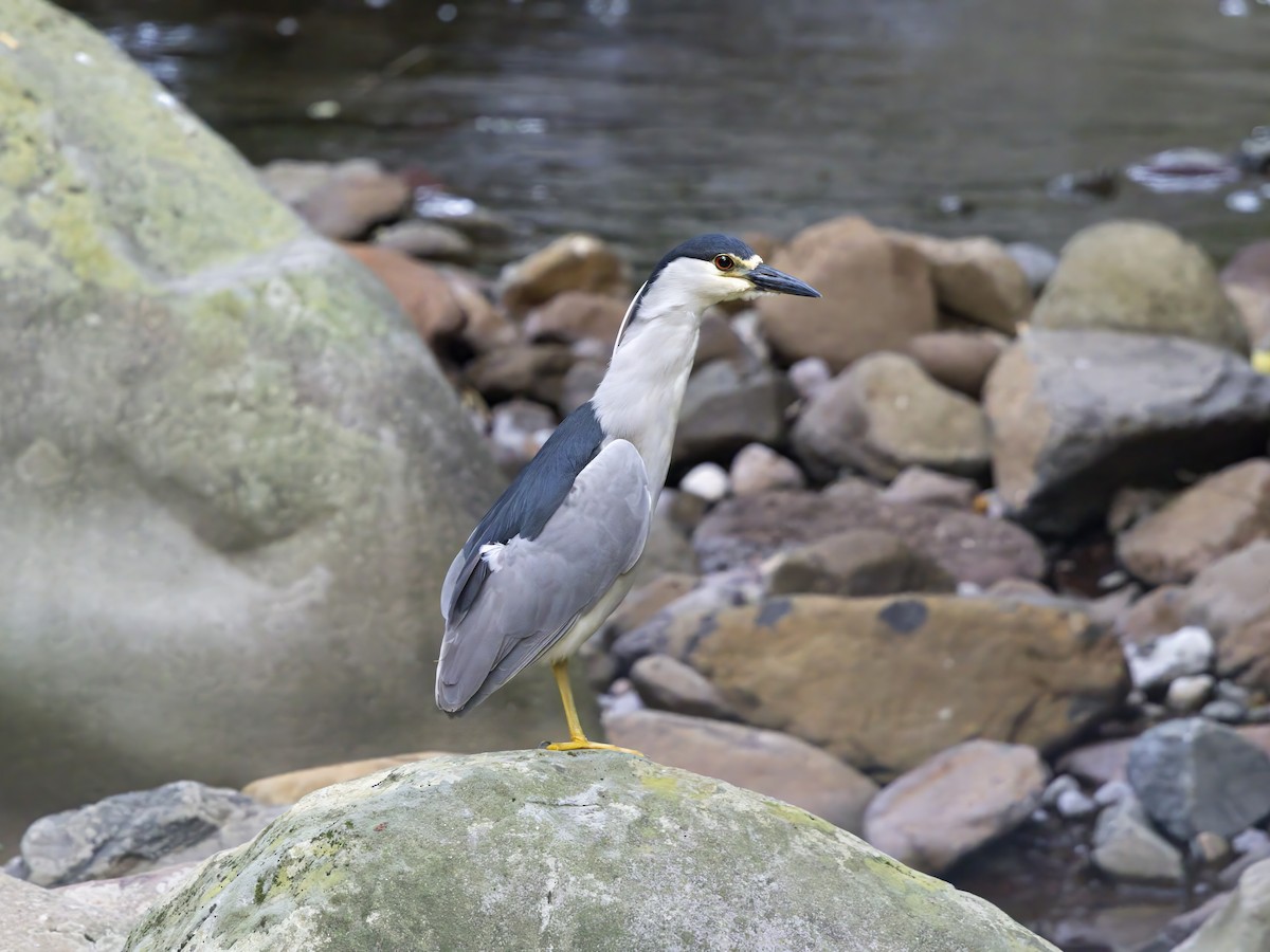 夜鷺 - ML647127917