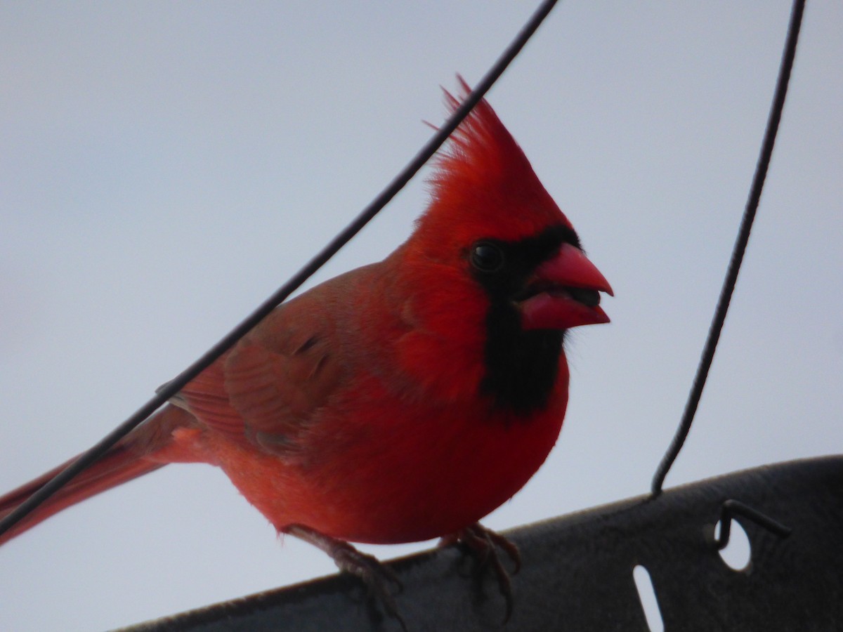 Kırmızı Kardinal - ML647127918