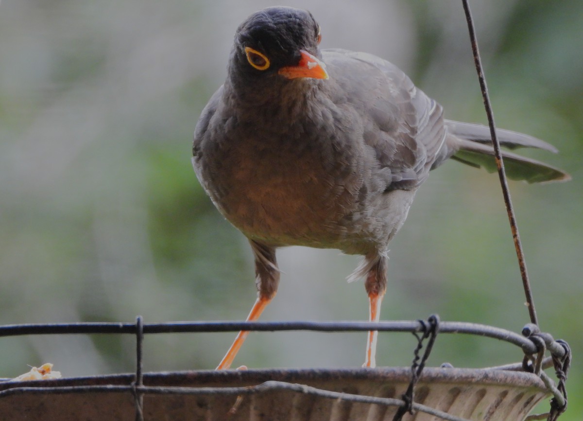Great Thrush - ML647127919