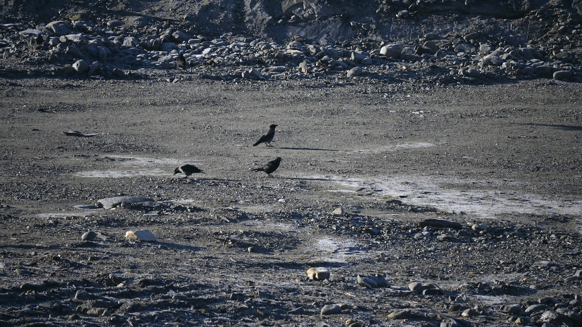 Hooded Crow - ML647127921