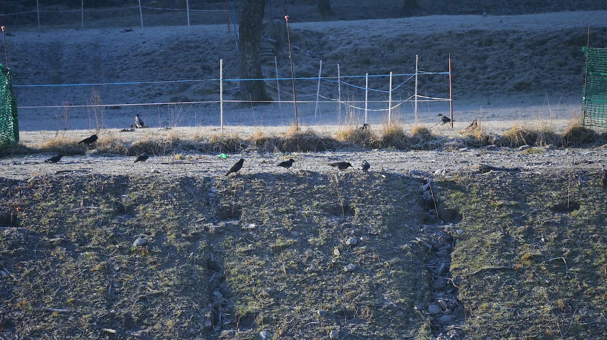 Hooded Crow - ML647127922