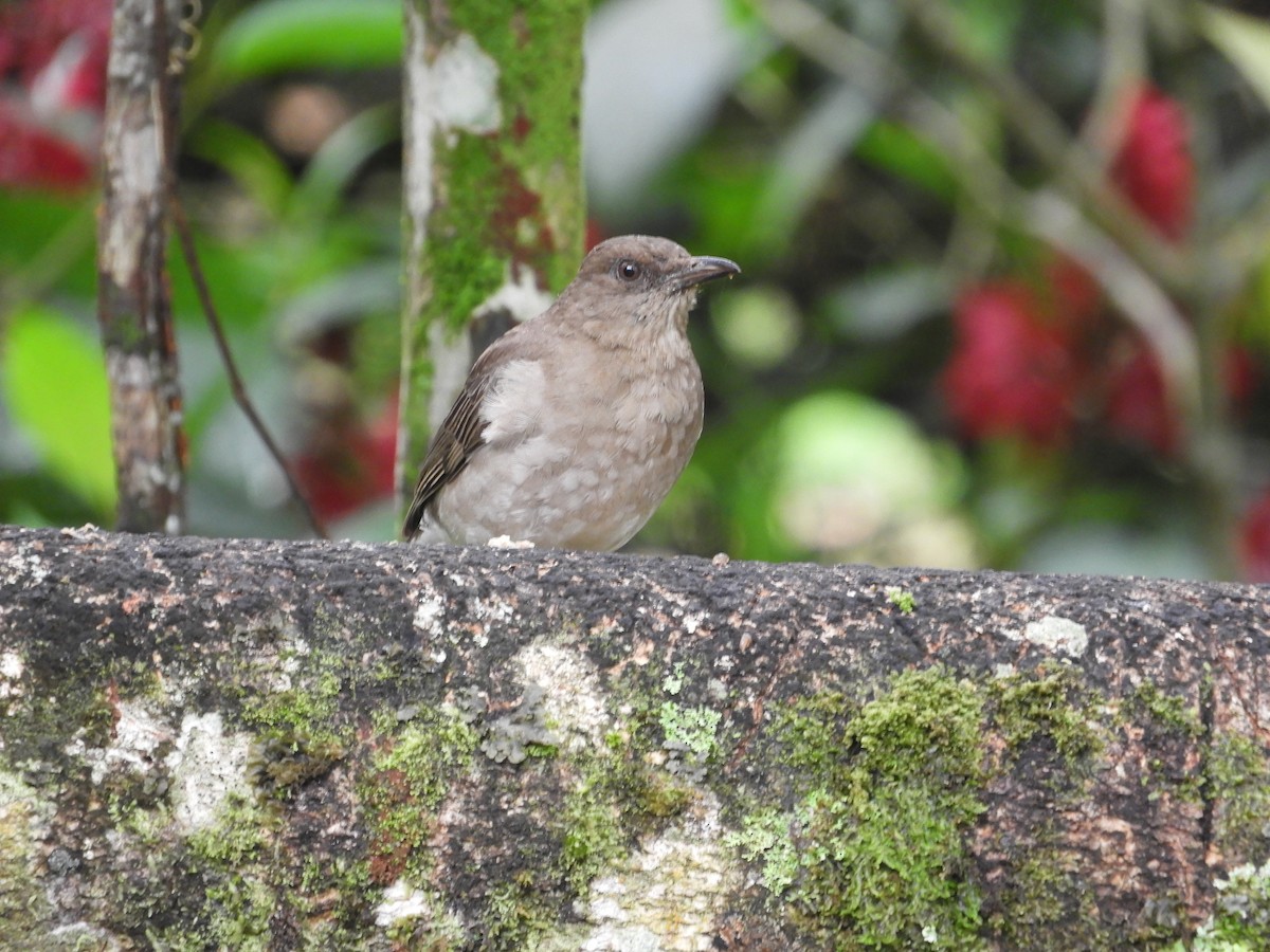 Black-billed Thrush - ML647127923