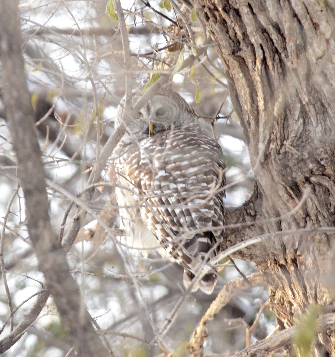 Barred Owl - ML647127924