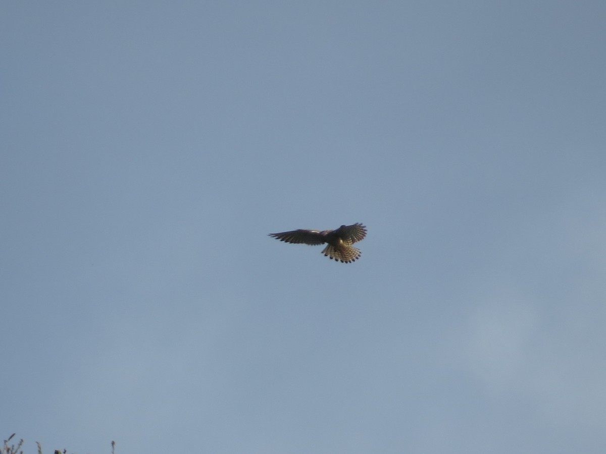 poštolka obecná - ML647127927