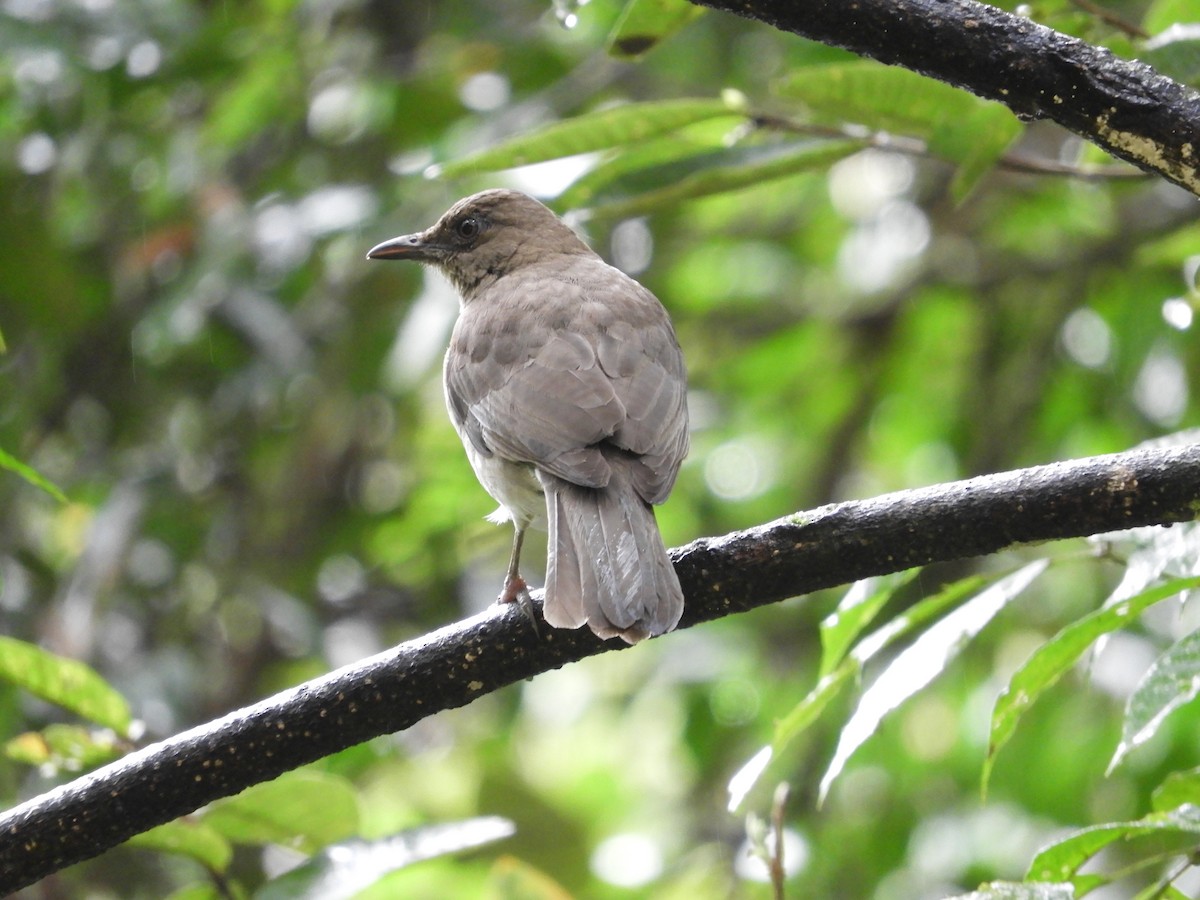 Black-billed Thrush - ML647127929