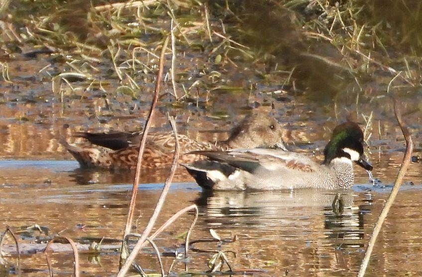 ヨシガモ - ML647127931