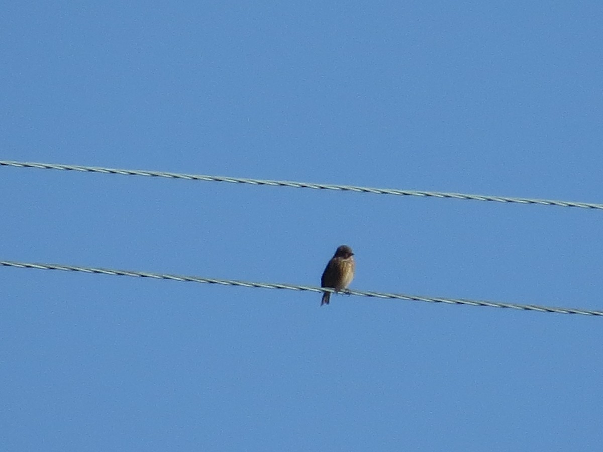 konopka obecná - ML647127933