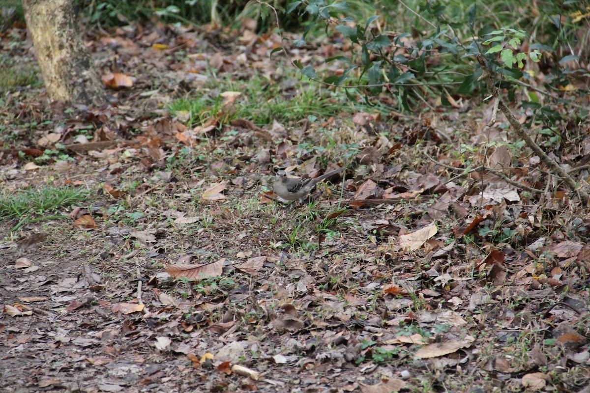 חקיינית צפונית - ML647127948