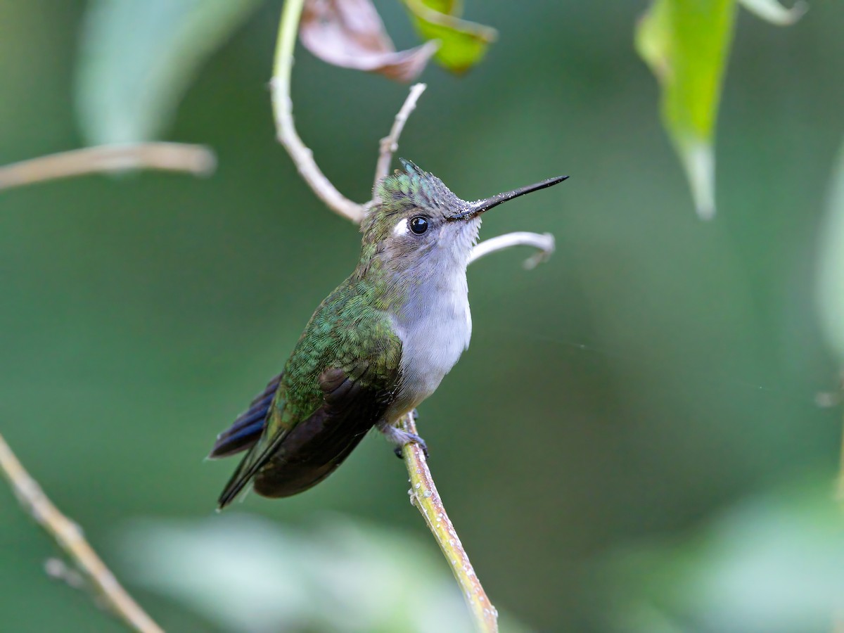 Purple-crowned Plovercrest - ML647127952