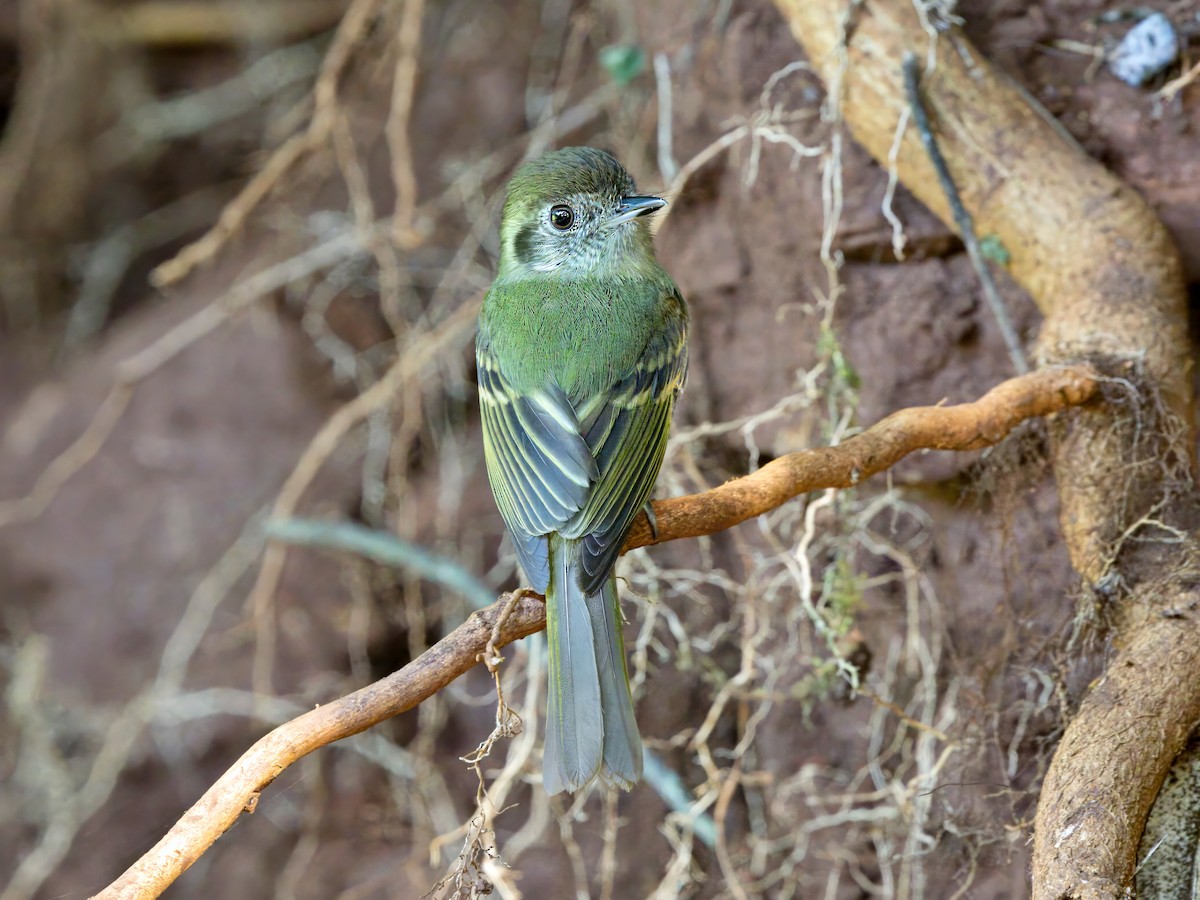 Sepia-capped Flycatcher - ML647127956
