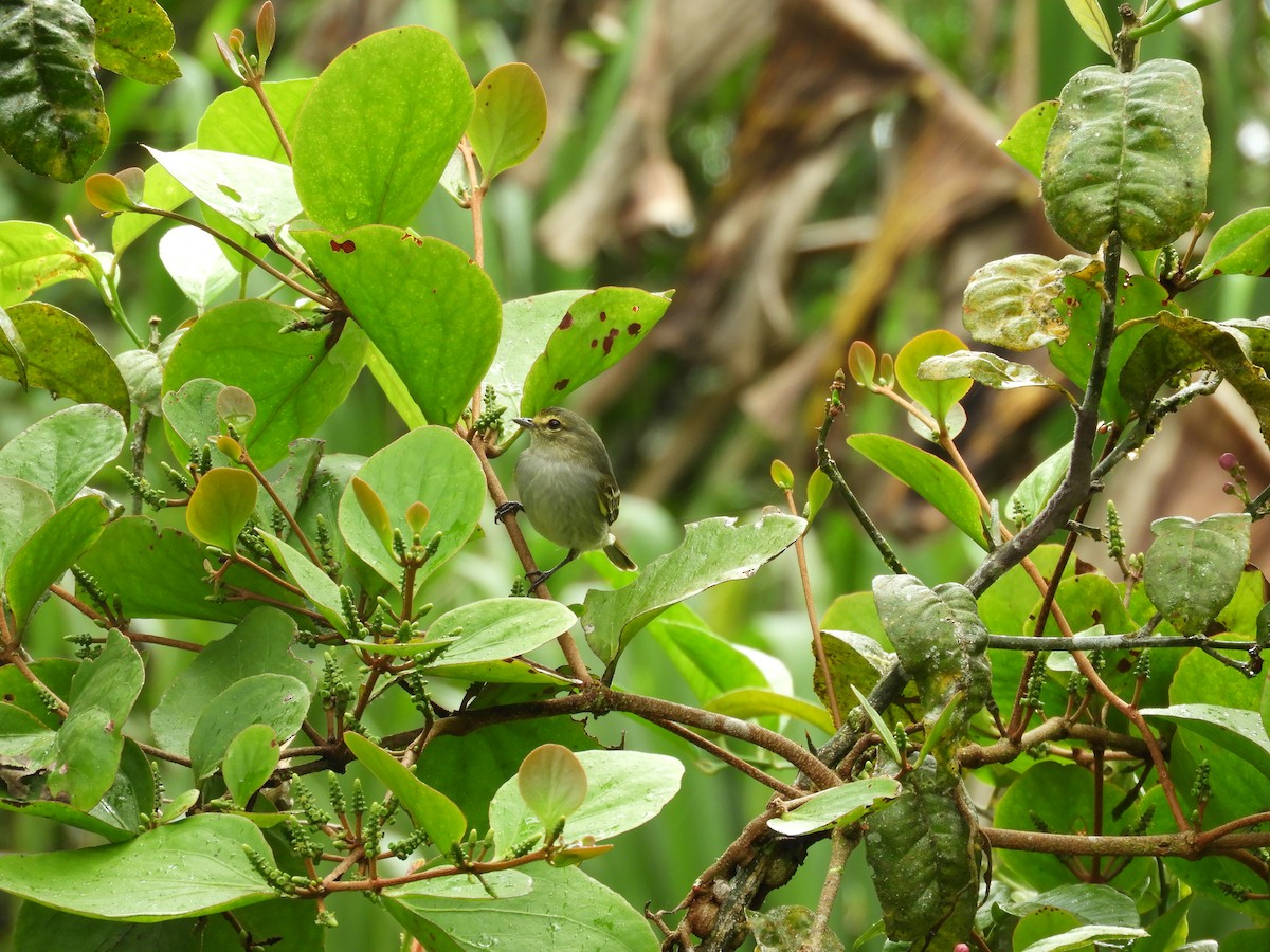 Golden-faced Tyrannulet - ML647127961