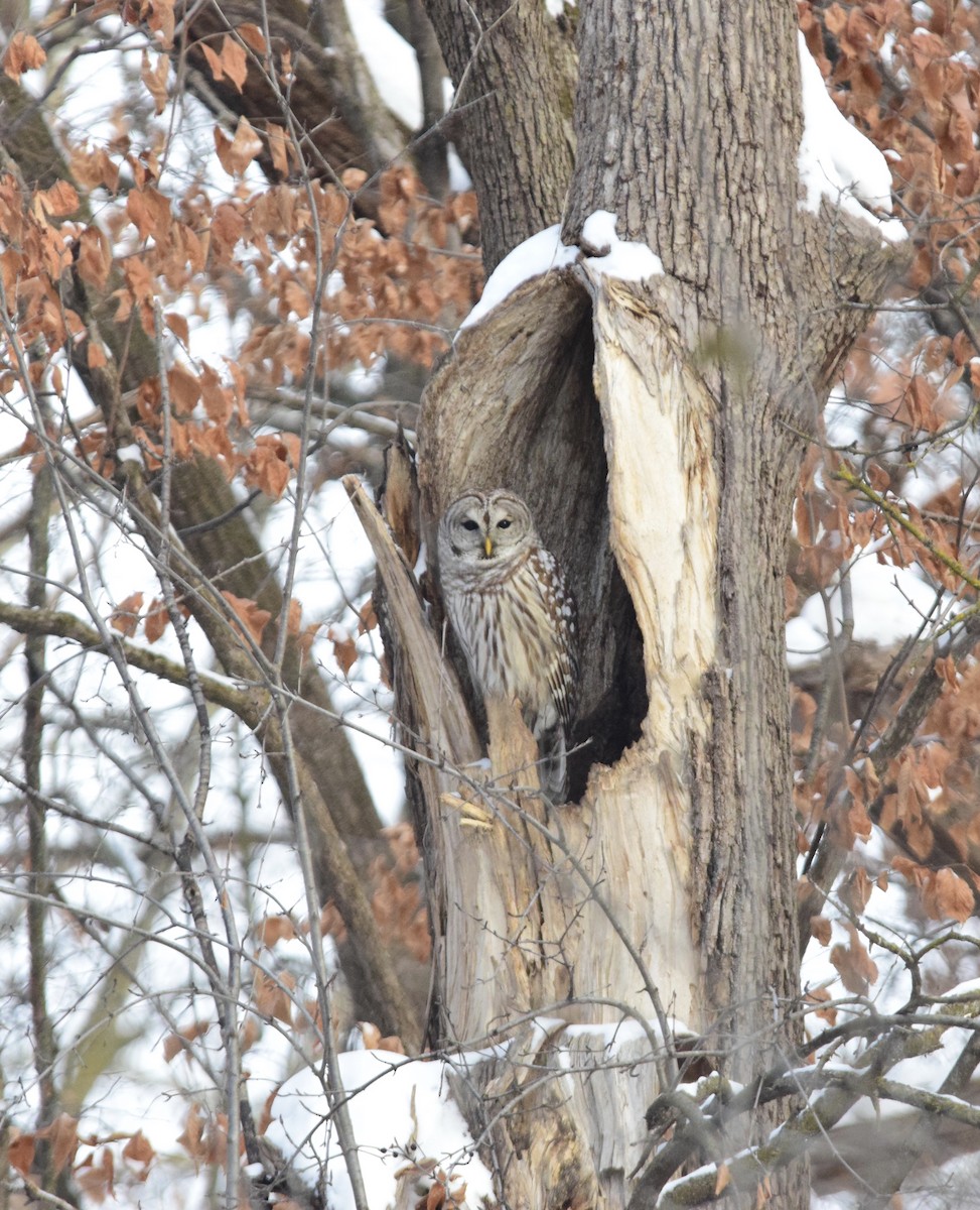 Barred Owl - ML647127962