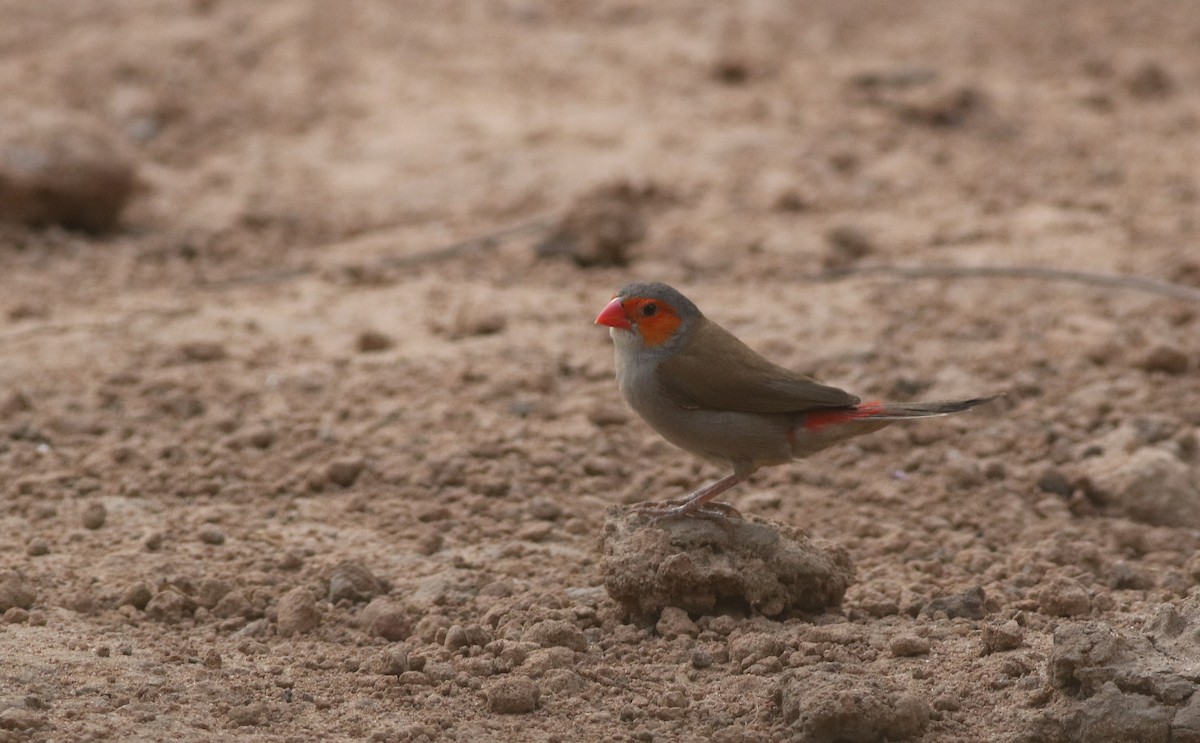 Al Yanaklı Mumgaga - ML647127969