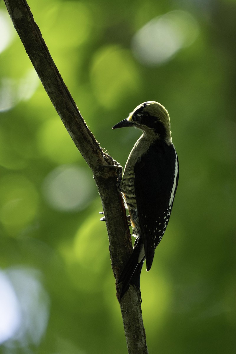 Golden-naped Woodpecker - ML647127970