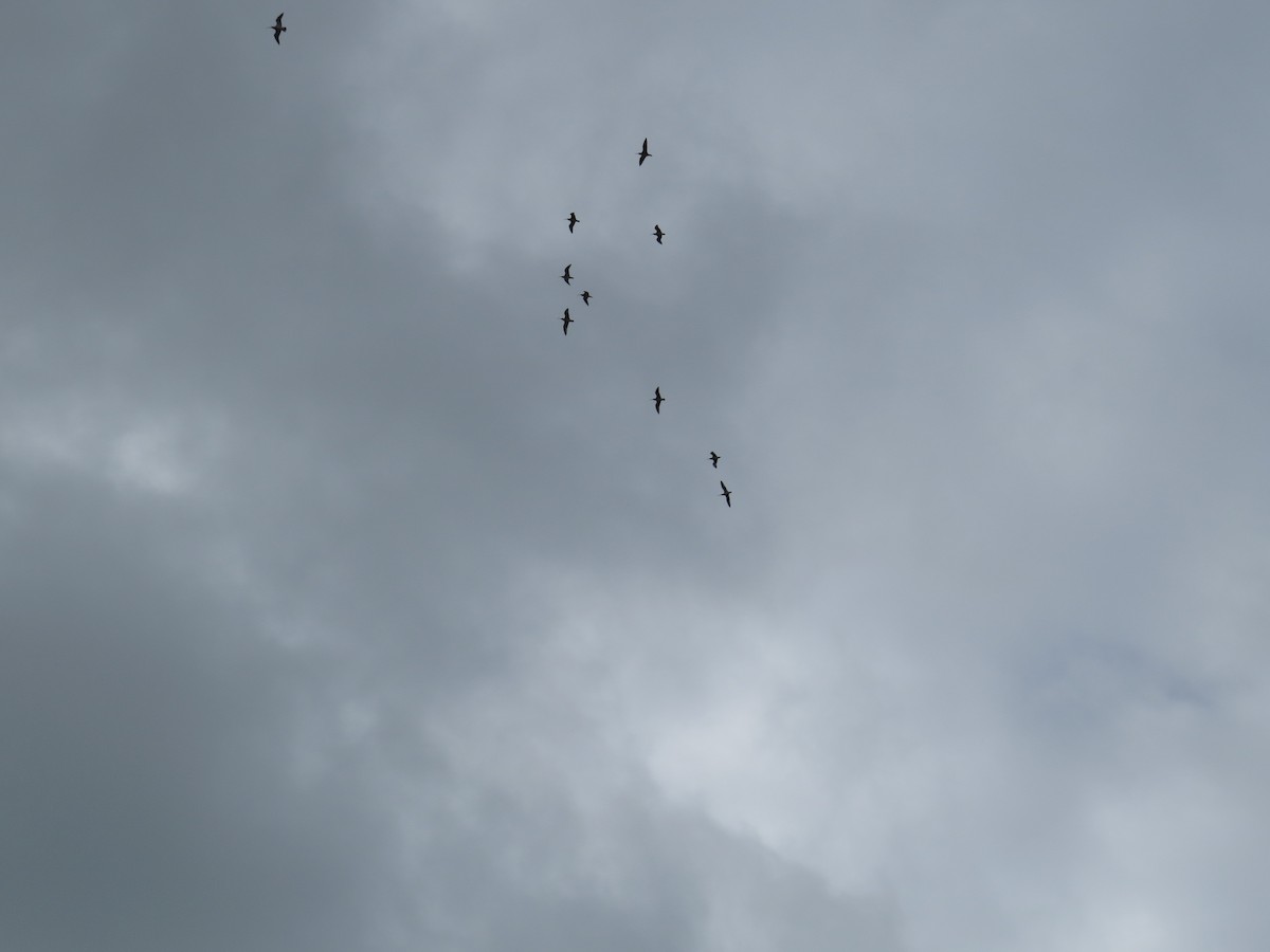 koliha malá - ML647127974