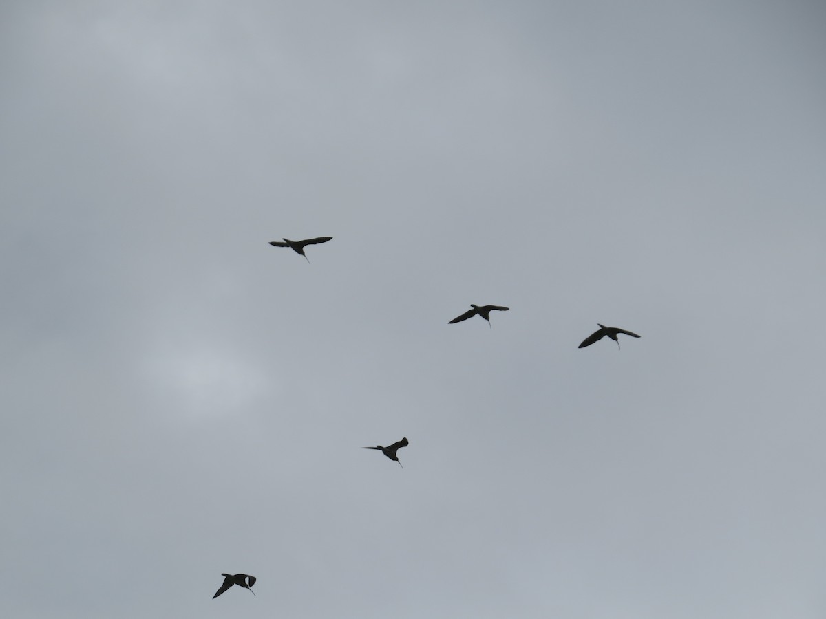 koliha malá - ML647127975