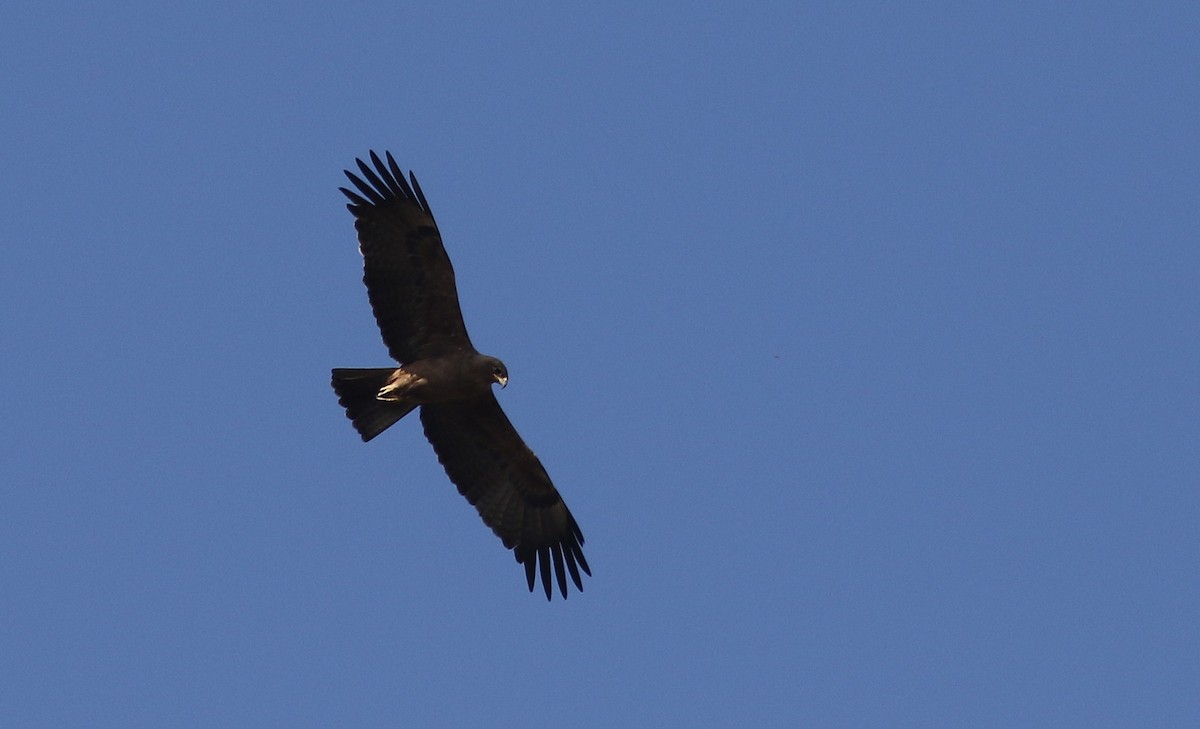 Tawny Eagle - ML647127980