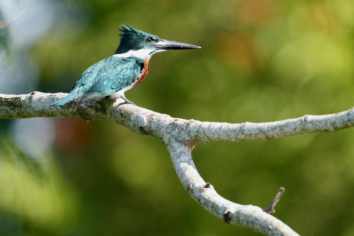 bronseisfugl - ML647127984