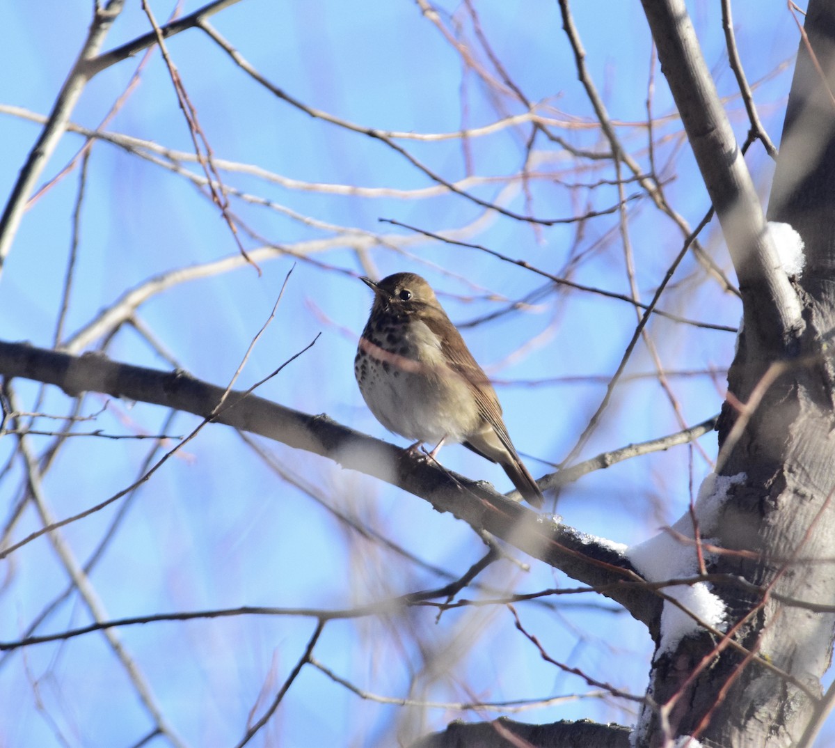 Hermit Thrush - ML647127985