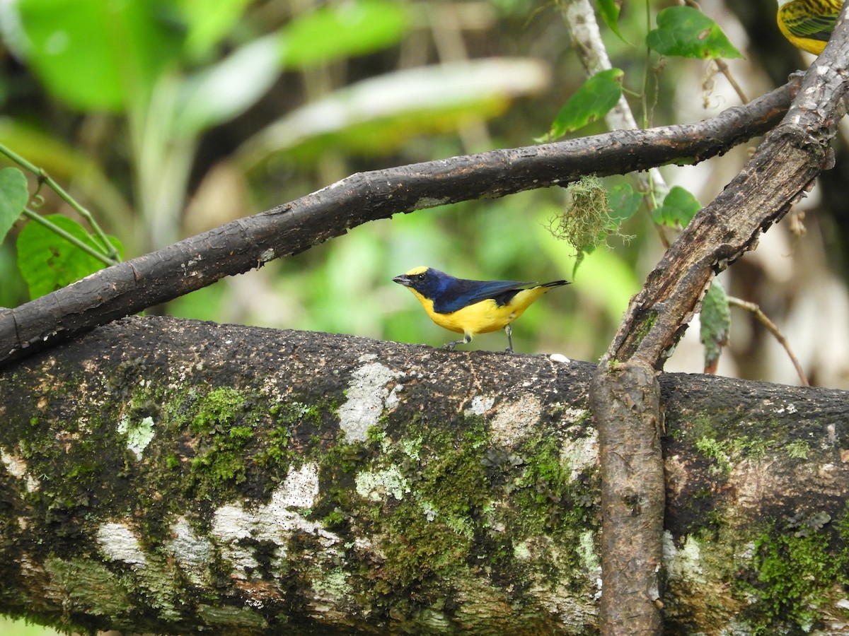Thick-billed Euphonia - ML647127987