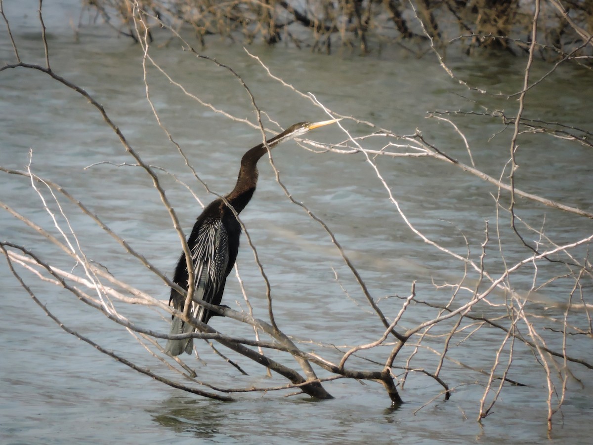 Oriental Darter - ML647127988