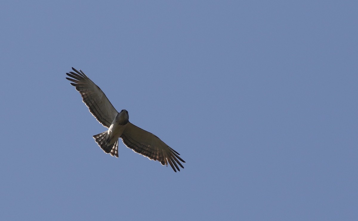 Beaudouin's Snake-Eagle - ML647127990