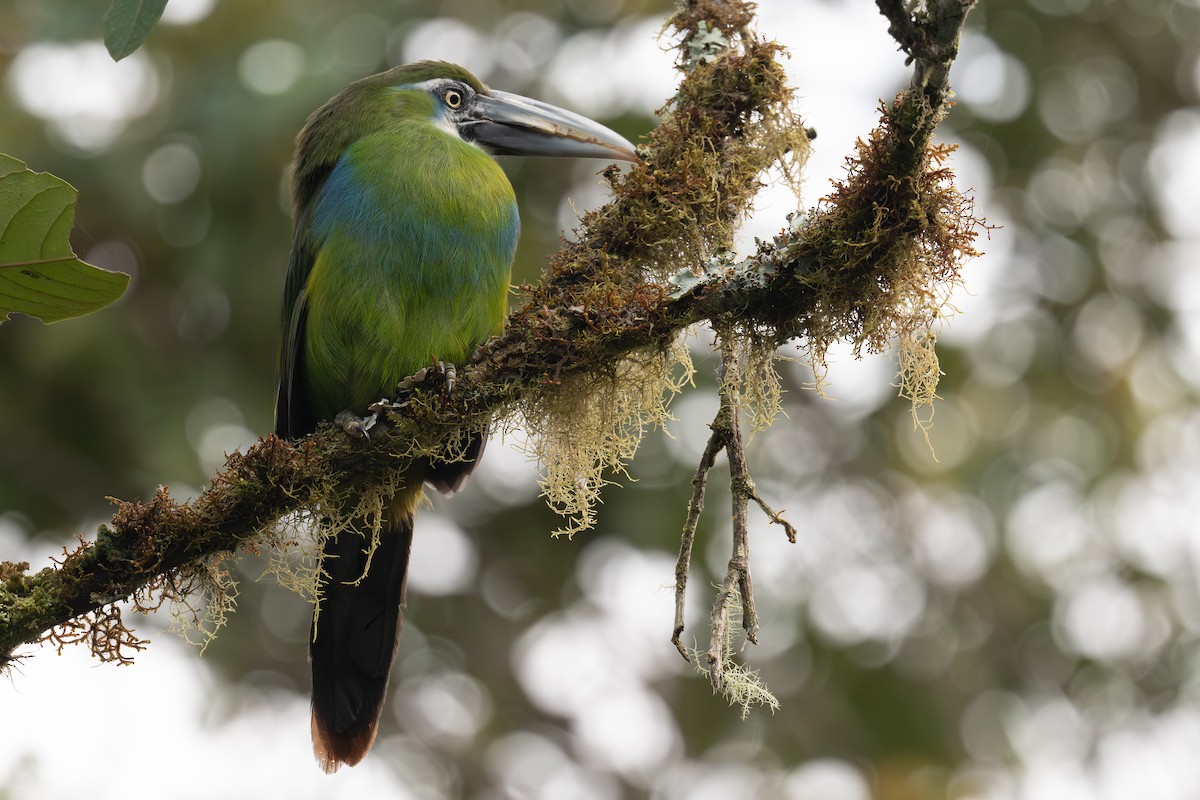 Blue-banded Toucanet - ML647127995