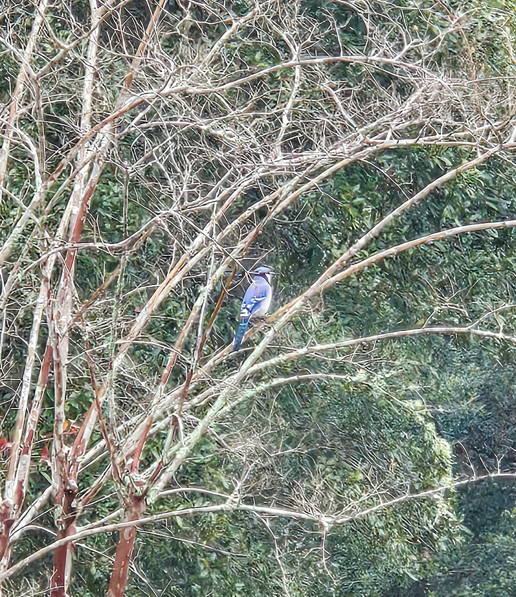 Blue Jay - ML647127999