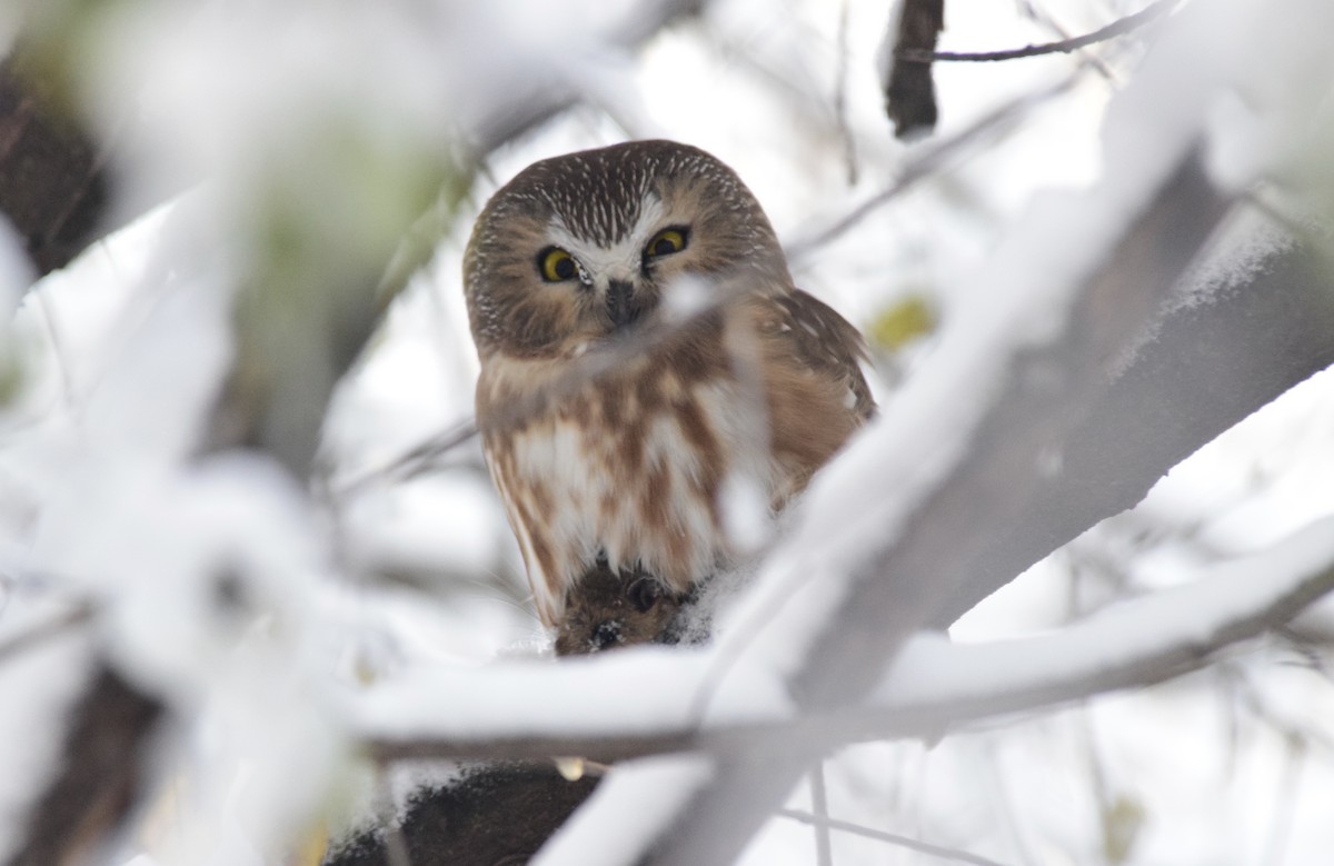 Northern Saw-whet Owl - ML647128000