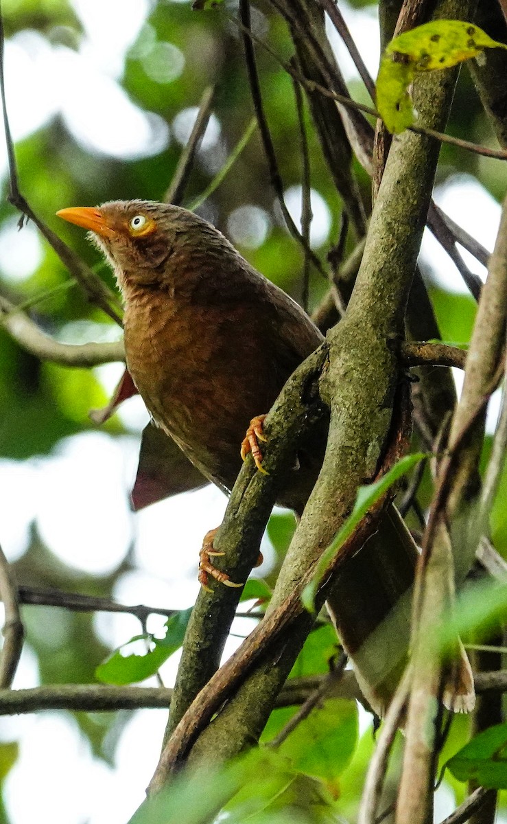 Orange-billed Babbler - ML647128005