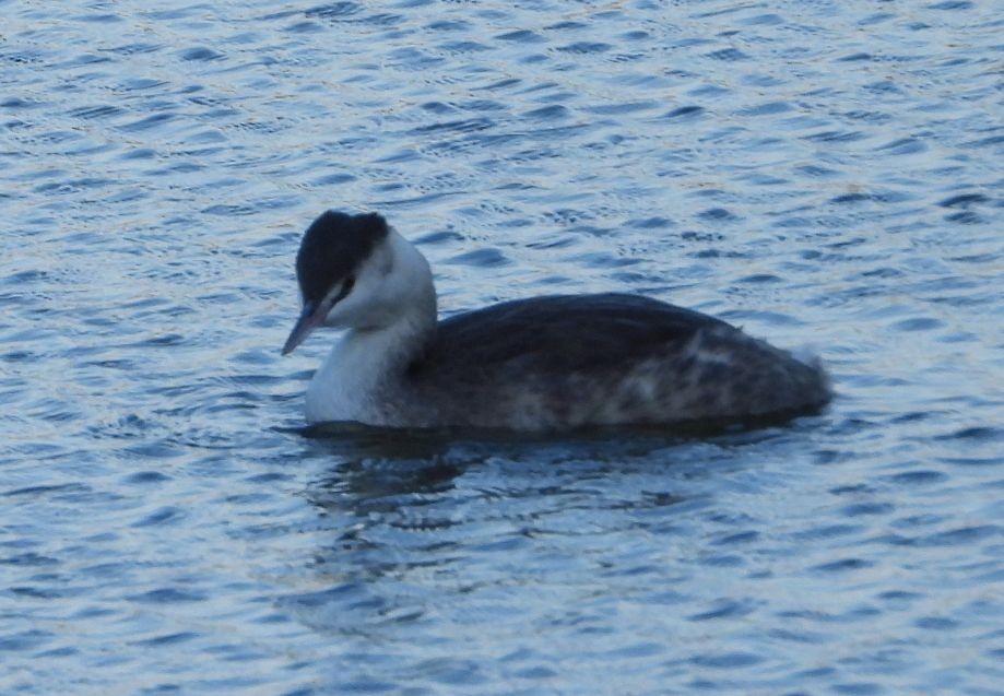 potápka černokrká - ML647128012