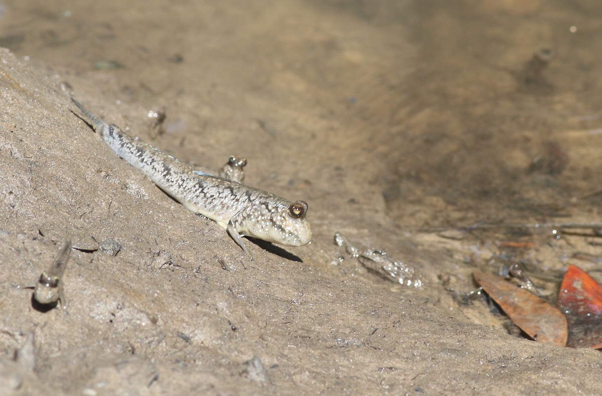 Atlantic Mudskipper - ML647128013