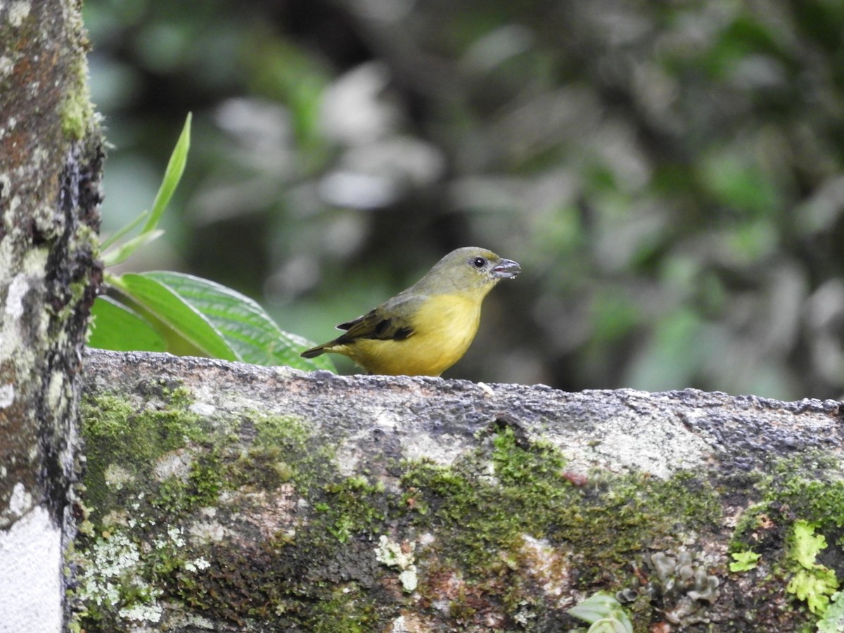 Thick-billed Euphonia - ML647128018