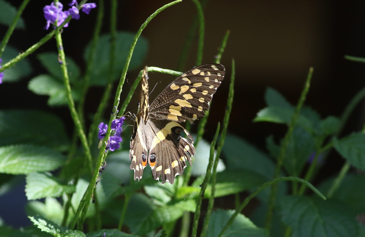 Farfalla di Natale - ML647128019