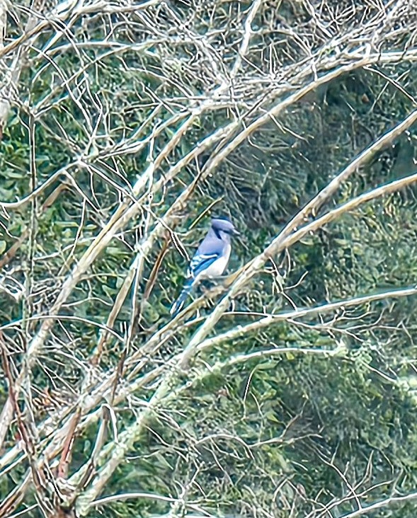 Blue Jay - ML647128021