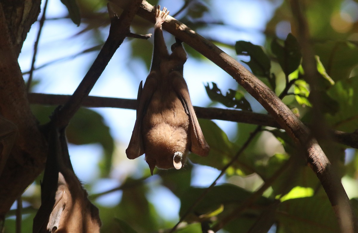 Pipistrello della frutta dalle spalline del Gambia - ML647128025